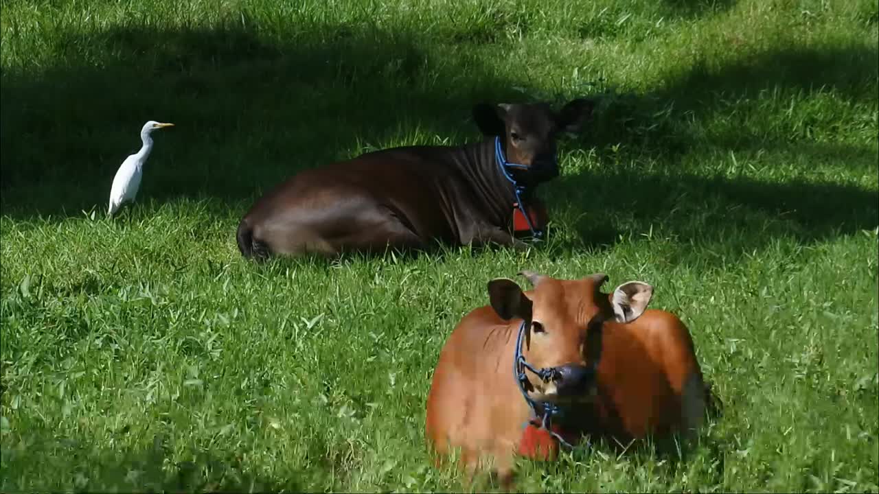 the egret approached the grazing cow. animal friendship videos.