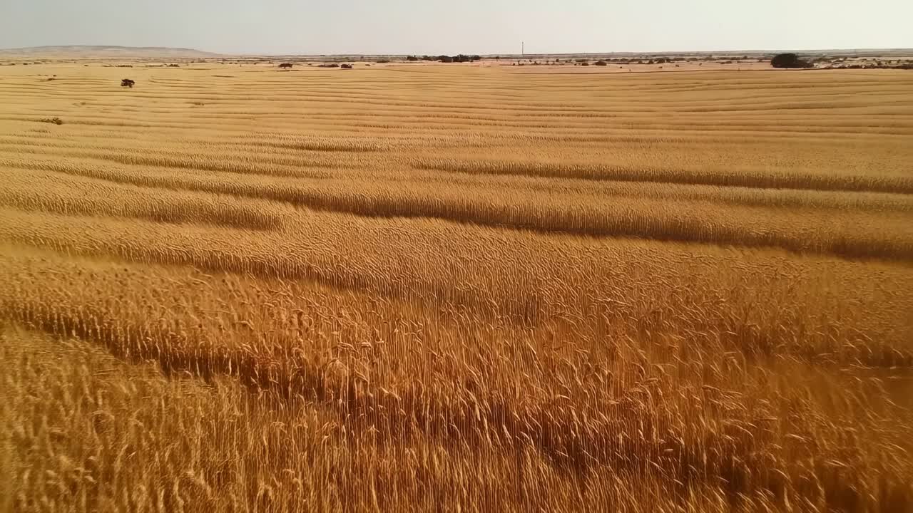 Moving camera showing mature golden wheat stalks in open farmland to highlight seed heads swaying