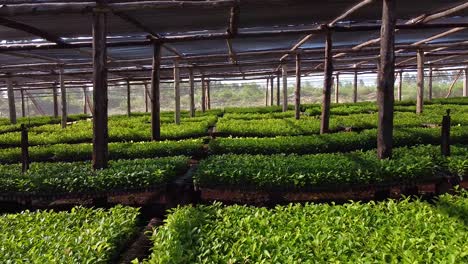 stunning view of huge nursery garden producing yerba mate seedlings