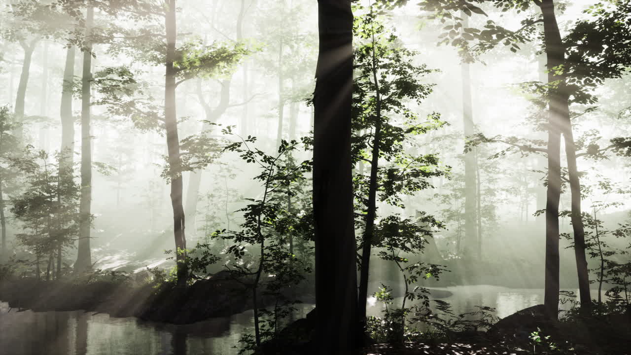 떠오르는 태양은 안개가 많은 여름 아침에 낙 ⁇  숲에 떨어집니다.