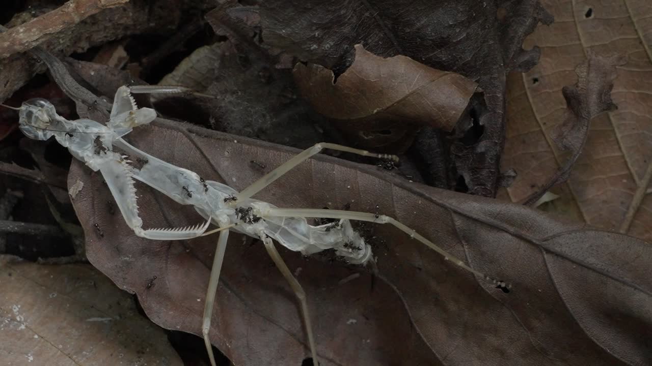 Pan shot of Macro Mantis skin being eaten by ants in Tambopata, Madre de Dios Region, Peru, in the peruvian amazon