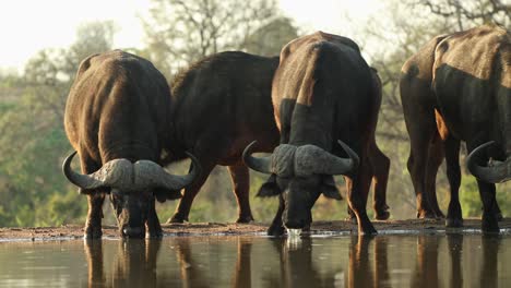 medium shot of a group of male cape buffaloes standing still and drinking at a waterhole, greater kruger