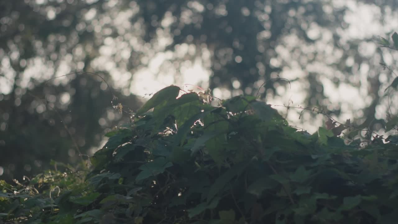 숲 속의 나뭇잎 사이로 빛나는 태양의 낮은 각도, 동화 같은 햇빛