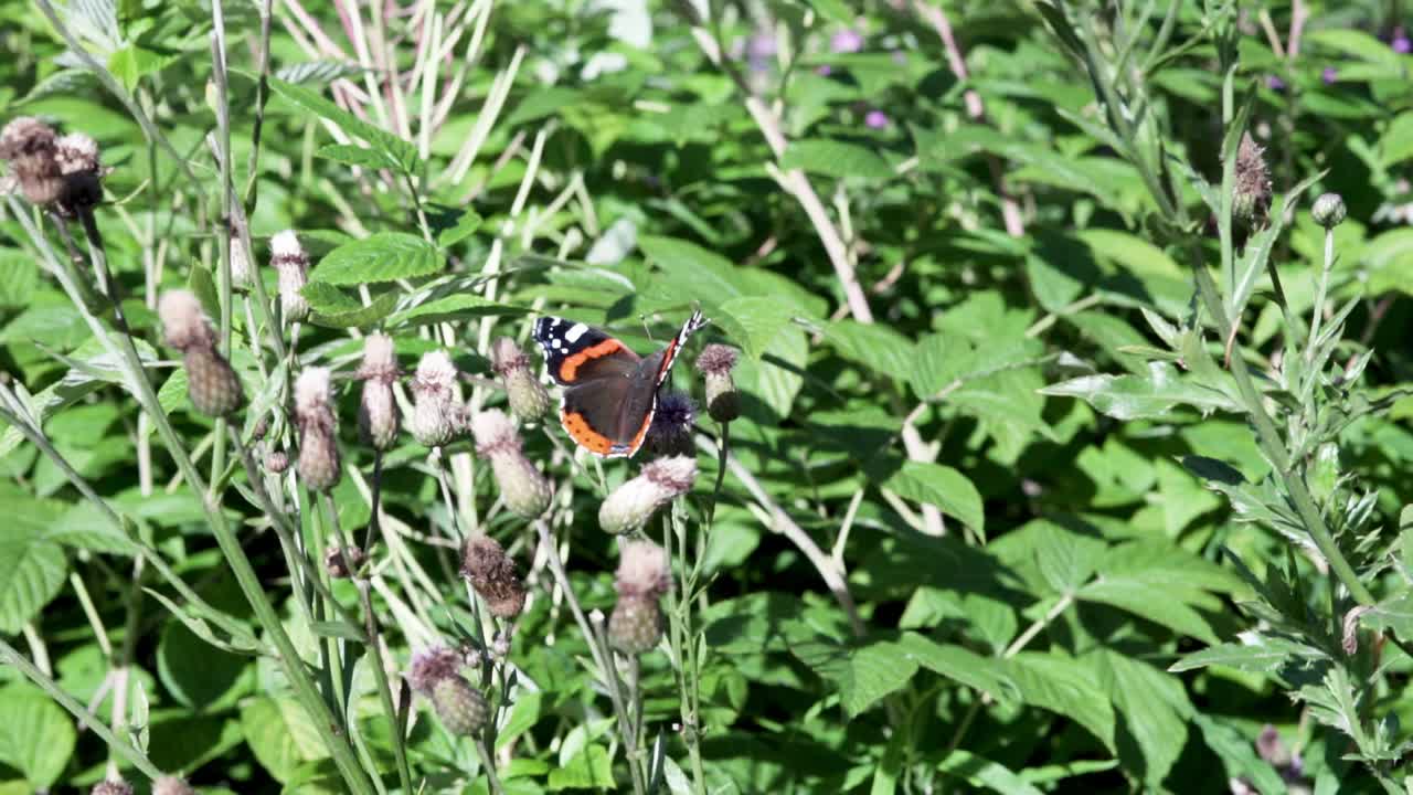 나비는 산들바람에 부드럽게 날며 산의 풀밭에 쉬고 있다