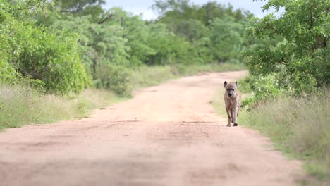 spotted hyena running directly towards camera on an open dirt road in kruger national park, south africa
