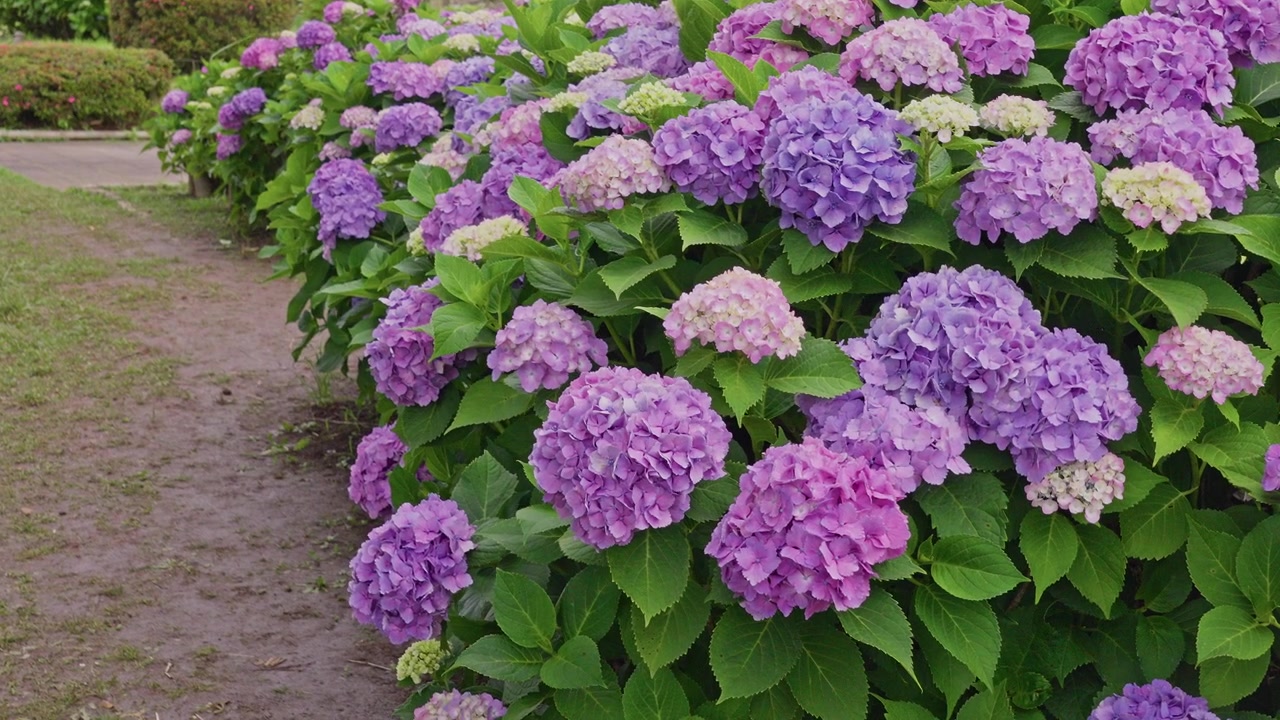 A dense row of purple, pink and white hydrangeas forms a natural hedge along a curving dirt path, extending far into the background greenery.