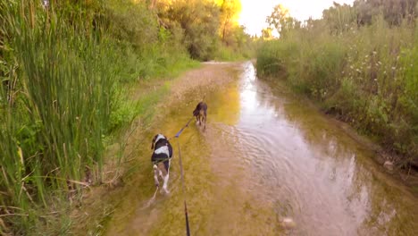 walking with two hunt dogs at the river of alfeios in greece. a walk in the nature.