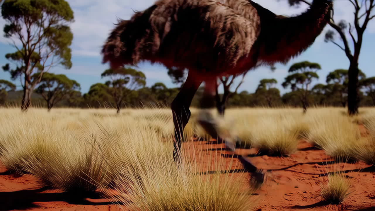 Emu in the Australian Outback