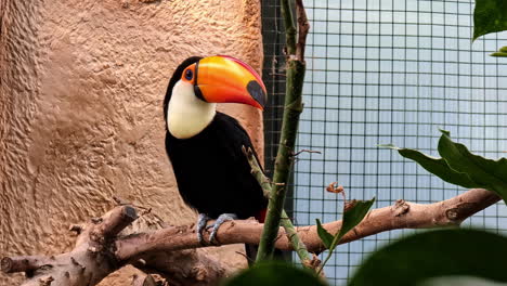 a colorful toucan perched on a branch in an enclosure