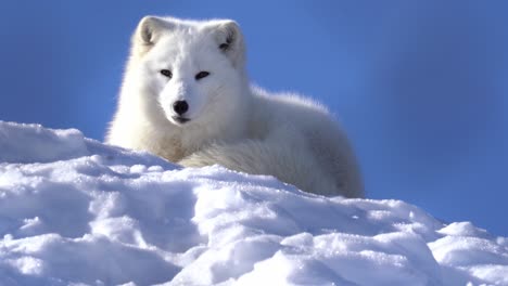 Fluffy-healthy-white-arctic-polar-fox-waking-up-from-nap-and-looking-into-camera---Static-low-angle-closeup-seen-through-blurred-branches-in-foreground