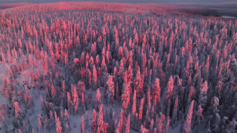 Vista-Aérea-Rodeando-Una-Colina-Cubierta-De-Bosque-Nevado-Y-Rosado,-Puesta-De-Sol-De-Invierno-En-Laponia