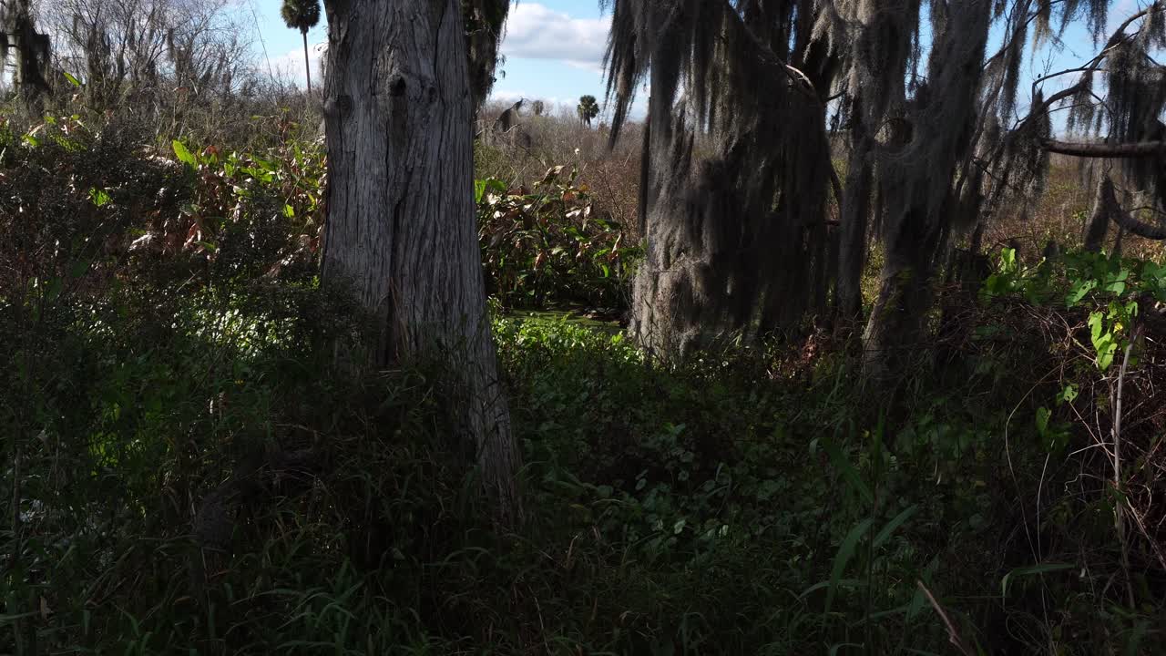 Una bellissima scena boschiva con alberi alti e una varietà di vegetazione al suolo che ondeggia dolcemente al vento. Sullo sfondo, si può vedere un cielo leggermente azzurro.