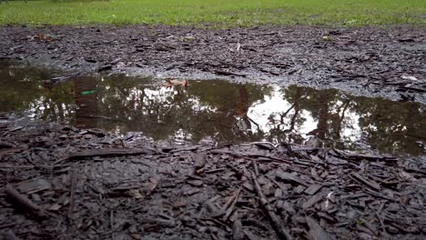 raindrops-splashing-in-puddle-4k-close-up