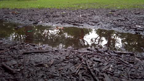 raindrops splashing in puddle 4k close up