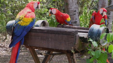 three scarlet macaw parrots eat at honduras jungle bird feeder