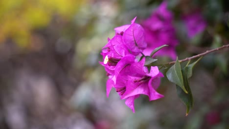 close up bokeh of purple flower softly waving in wind