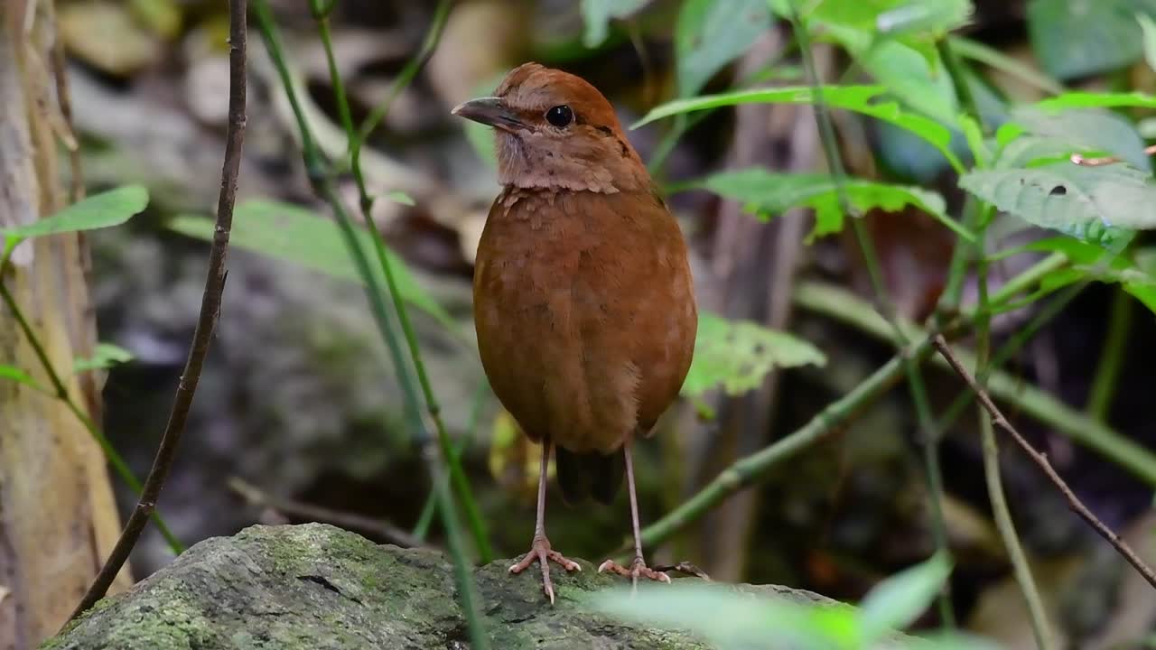 la pitta de nuca oxidada es un ave confiada que se encuentra en hábitats de bosques montañosos de gran altura, hay muchos lugares en tailandia para encontrar esta ave