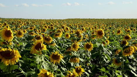 Panorama-Sonnenblumenplantage-An-Einem-Sonnigen-Und-Windigen-Tag