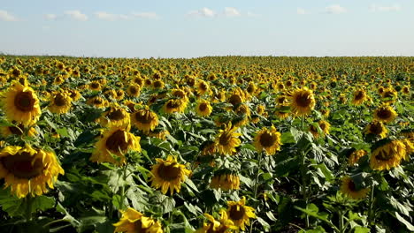 plantación panorámica de girasoles en un día soleado y ventoso