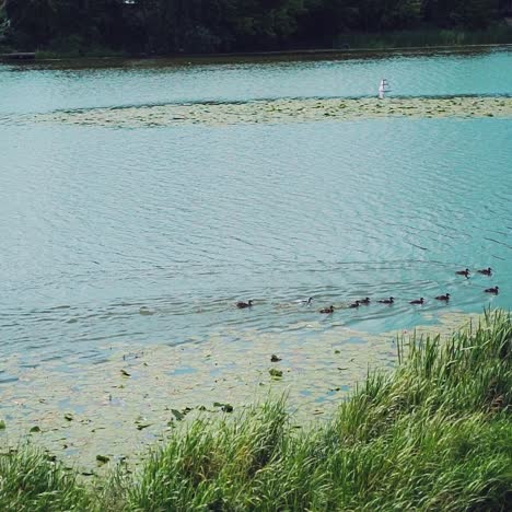 ducks floating along river