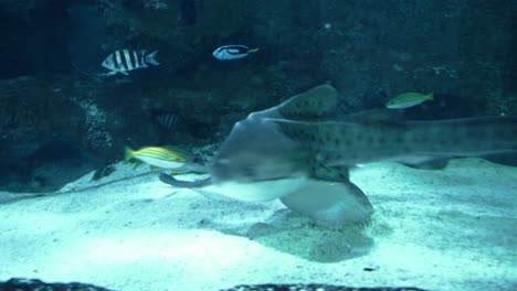 英國切斯特動物園的黑狗魚<unk>魚在清<unk>的水中和一些異國魚一起游泳