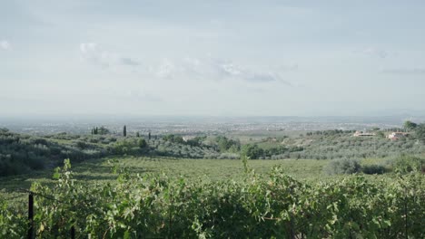 tilt down revealing shot of grape vines in italian vineyard on a sunny day