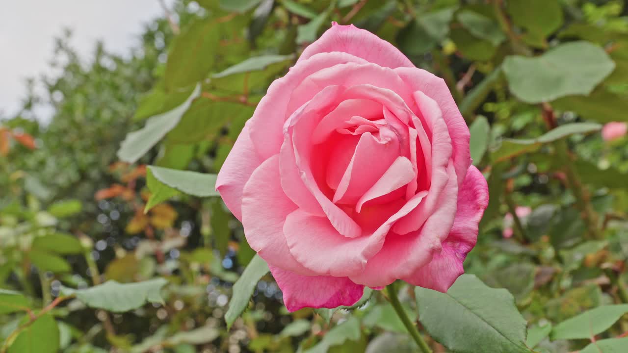 Una delicada rosa de color rosa claro que destaca en un rosal con hojas de color verde brillante en el jardín