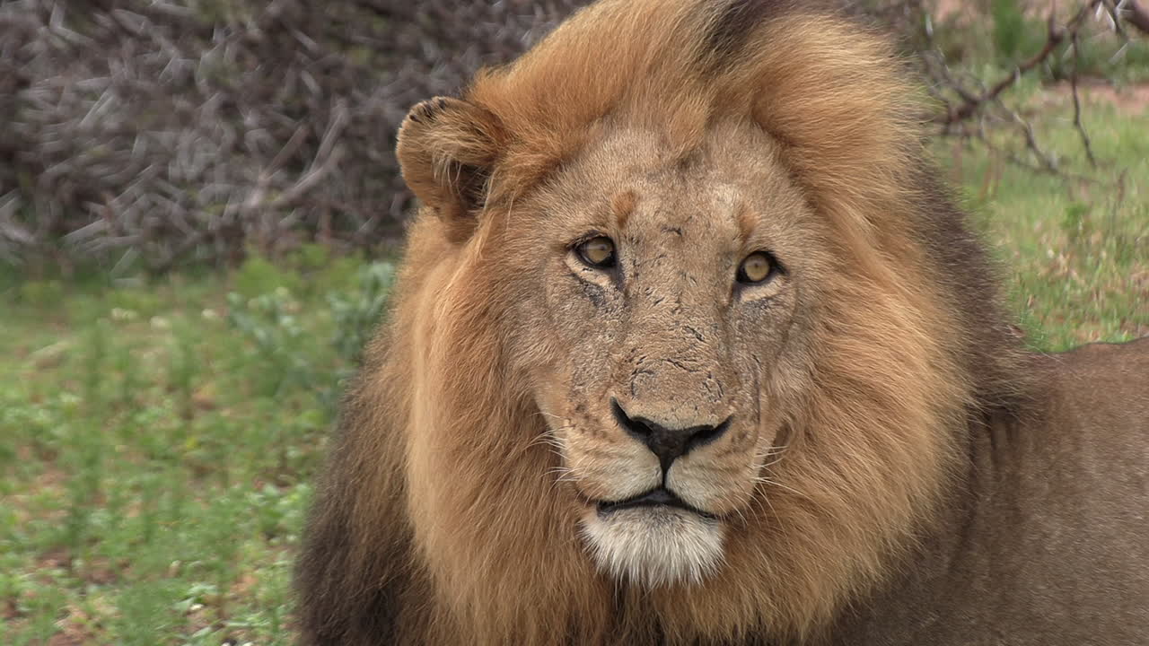 primer plano de un magnífico león macho con su melena soplando en el viento