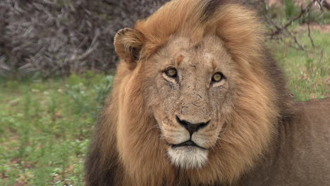 Primer-Plano-De-Un-Magnífico-León-Macho-Con-Su-Melena-Ondeando-Al-Viento