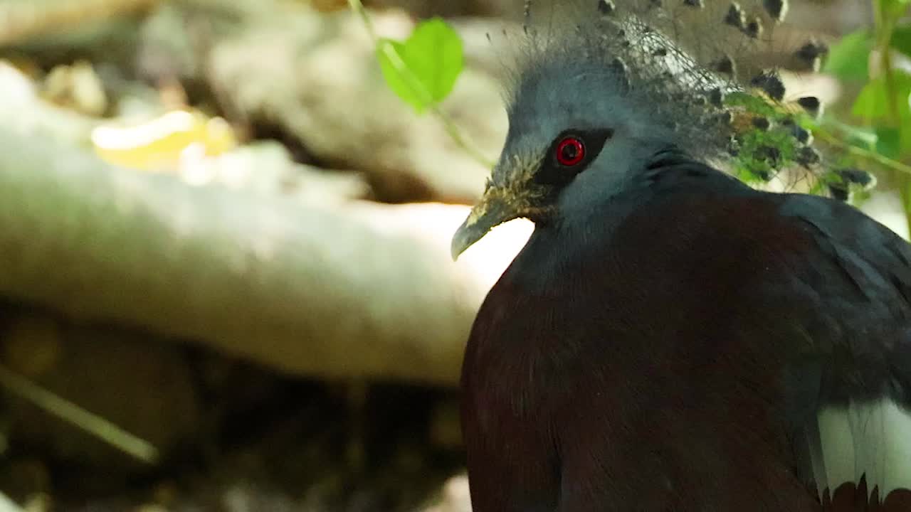 Detailed view of a Victoria Crowned Pigeon showcasing its intricate plumage and vibrant surroundings.