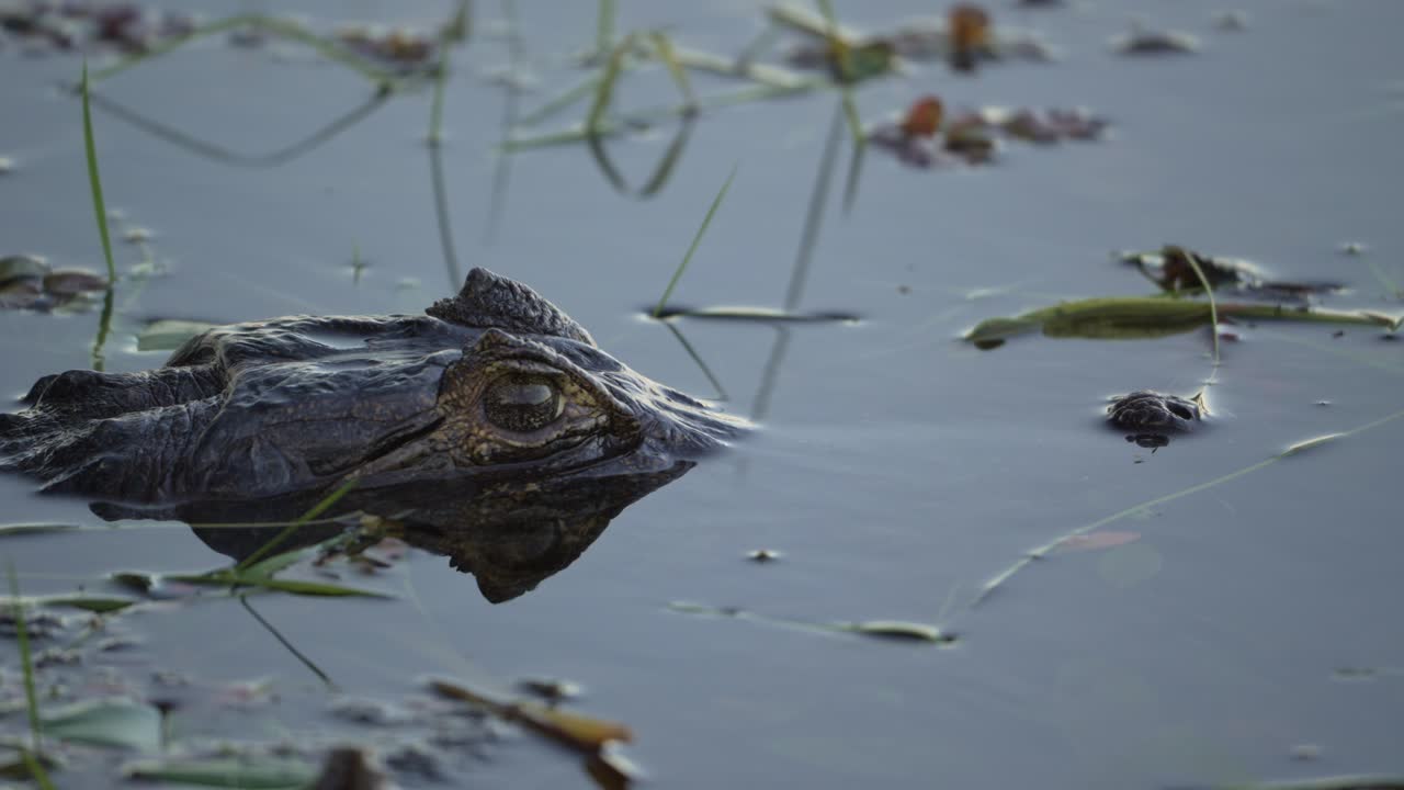 Yacare Caiman With Its Eyes And Snout Visible In The Water Surface
