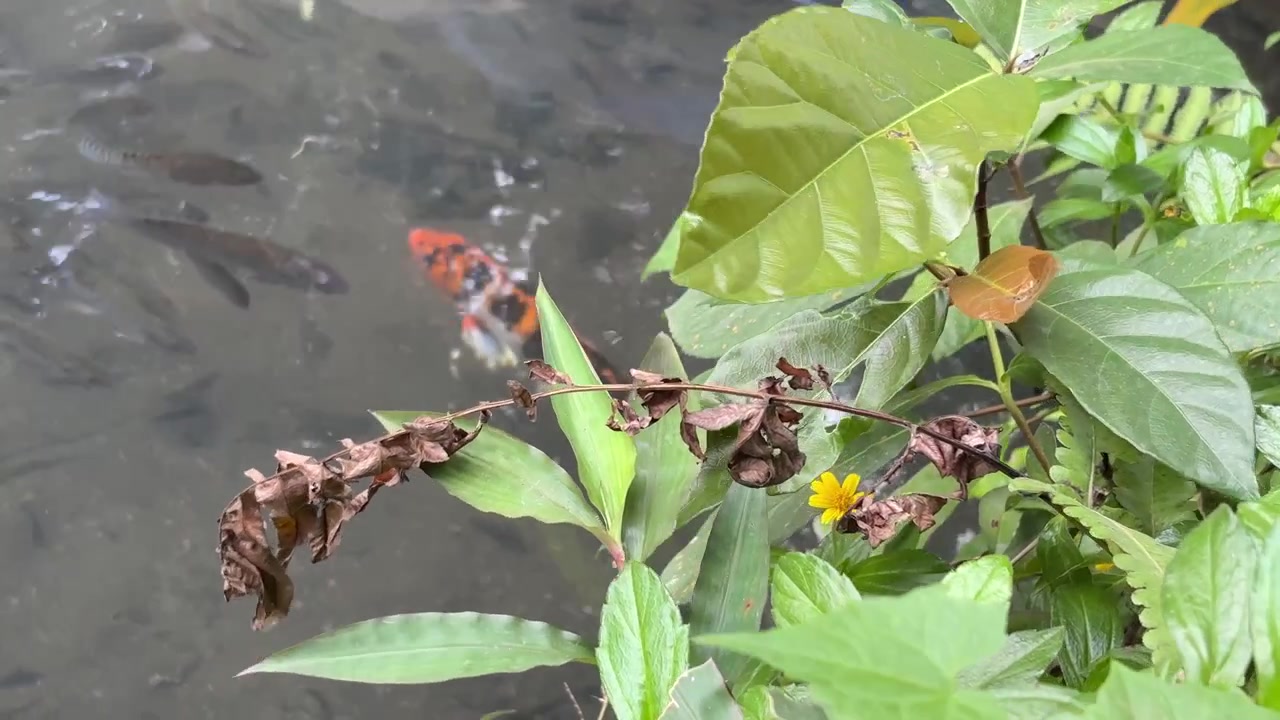 Peces koi nadando en un estanque cerca de follaje verde.