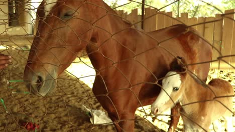 Beautiful-brown-mare-with-her-baby-foal-in-a-stable-behind-the-fence