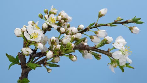 macro time lapse blooming white blackthorn flowers, isolated on blue background