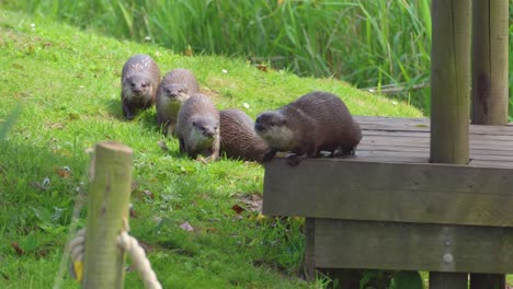 Group-of-young-playful-otters