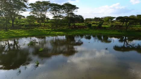 Aerial-view-passing-birds-on-a-lake,-in-the-tropical-forests-of-Kenya,-in-Africa---slow,-drone-shot