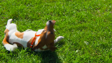 jack russell terrier playing in grass