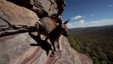 Kangaroo on a Rocky Mountain Cliff