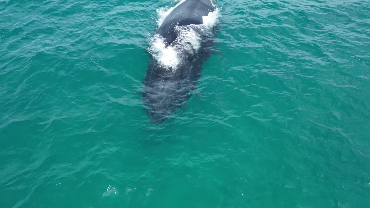 Humpback whale breathing at the surface of water in the ocean, aerial closeup slow motion