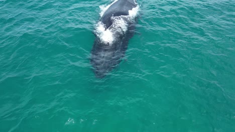 ballena jorobada respirando en la superficie del agua en el océano, primer plano aéreo en cámara lenta