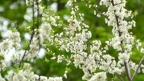 A-Chestnut-Sided-Warbler-perched-on-a-branch-of-a-tree-which-is-covered-in-beautiful-white-cherry-blossoms-during-the-spring,-Canada