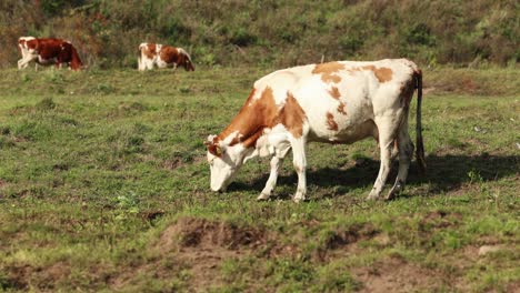 Ayrshire-Rinder,-Die-Auf-Grasweideland-Grasen---Weitschuss