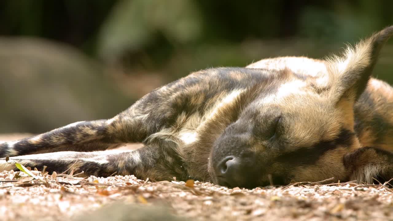 Un primer plano de perfil de un perro salvaje africano descansando plácidamente en el suelo.