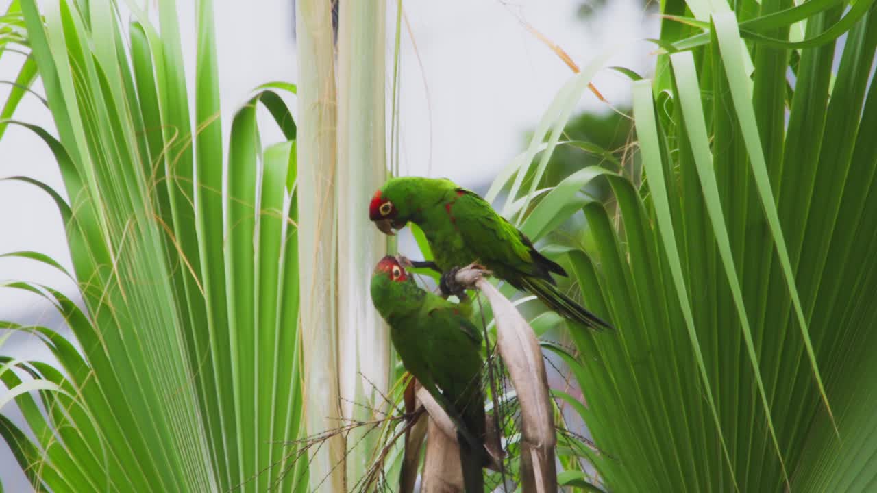 Two green parrots grooming on a palm tree, surrounded by bright tropical leaves