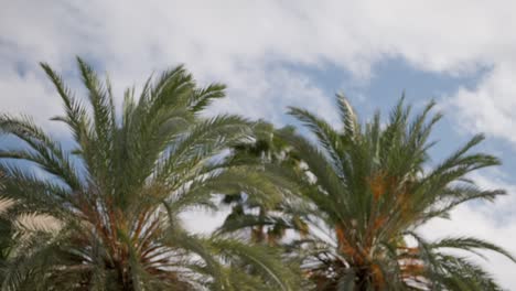 Exotic-palm-trees-on-windy-day-against-blue-sky,-change-focus-field-view