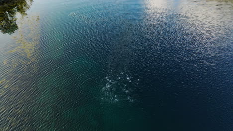 shoal of mackerel fish under surface in the sea