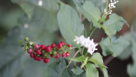 A-white-flower-with-red-buds-hanging-below-on-green-leaves-background