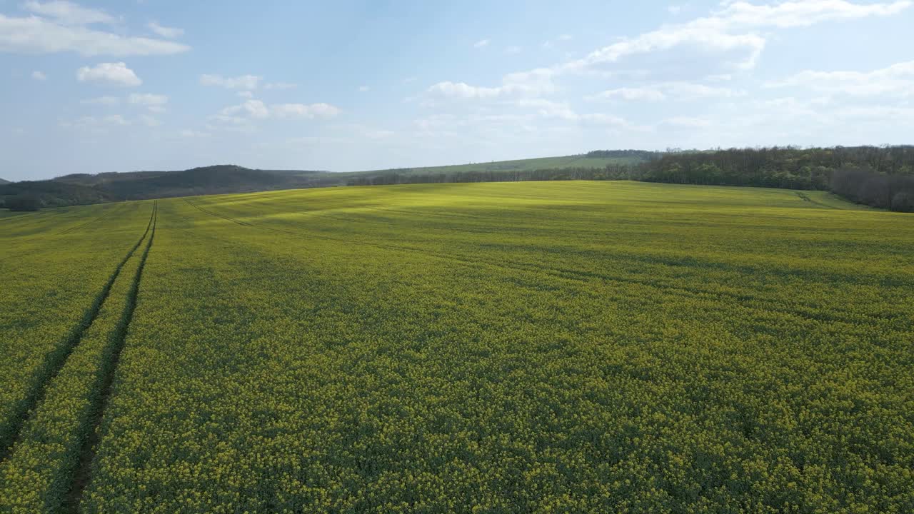 volando sobre las pistas creadas por los tractores en un campo de colza durante un día soleado