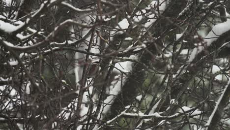 Pájaro-Cantor-Junco-Sentado-En-Una-Rama-De-Cerezo-En-Flor-Durante-Una-Ligera-Nevada-En-Invierno