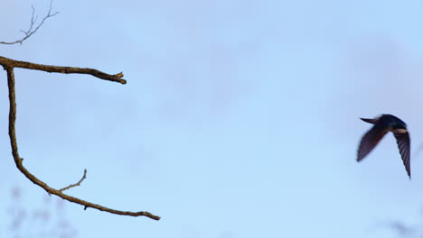 aerial ballet of purple martins caught in cinematic slow-mo.